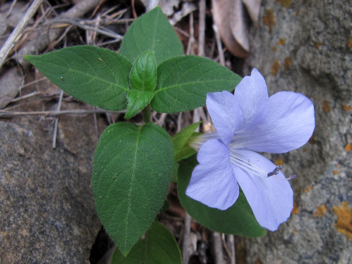 Barleria gueinzii