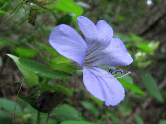 Barleria gueinzii