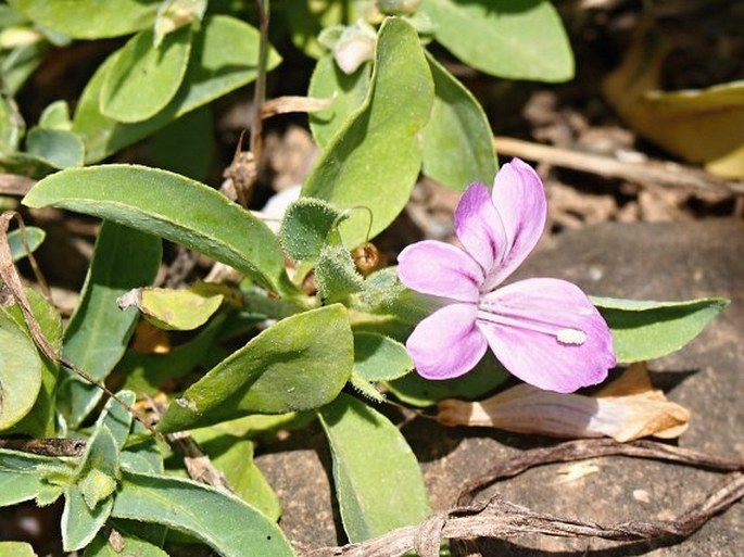 BARLERIA HOCHSTETTERI Nees