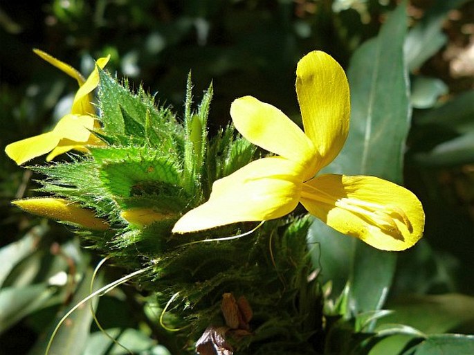 BARLERIA OENOTHEROIDES Dum. Cours.