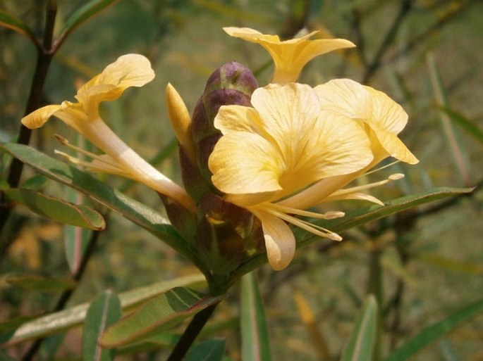 BARLERIA LUPULINA Lindl.