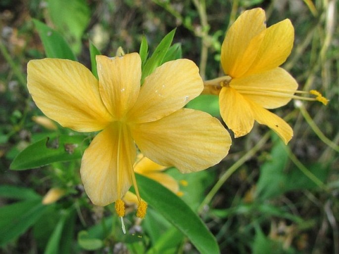 Barleria prionitis