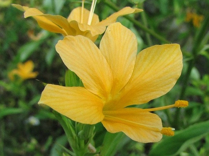 BARLERIA PRIONITIS L.