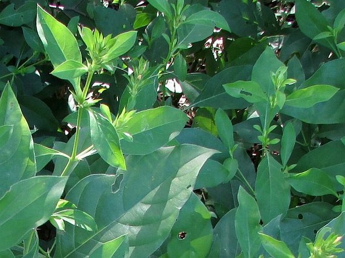 Barleria prionitis