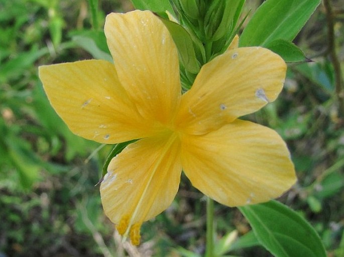 Barleria prionitis