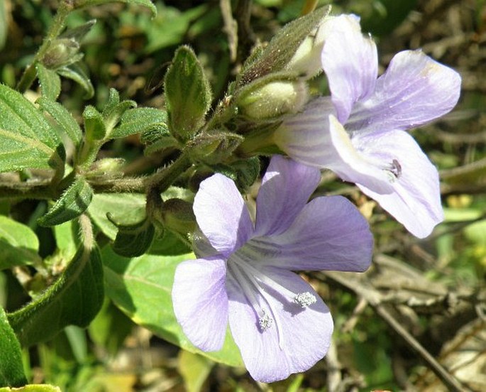 BARLERIA VENTRICOSA Hochst. ex Nees