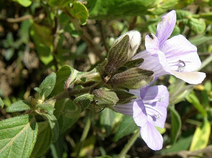 Barleria ventricosa