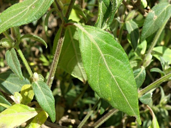 Barleria ventricosa