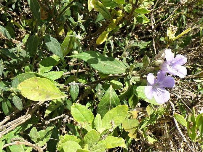 Barleria ventricosa