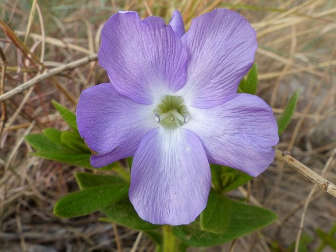 BARLERIA MONTICOLA Oberm.