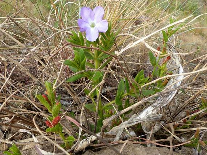 Barleria monticola