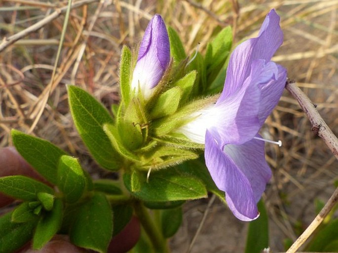 Barleria monticola