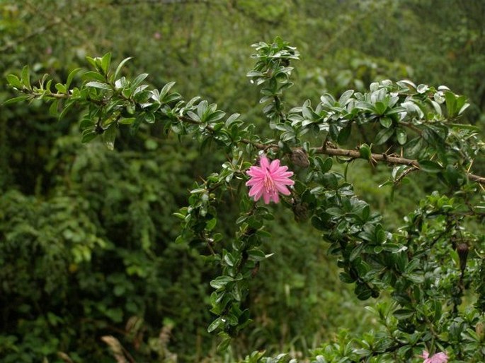 Barnadesia arborea