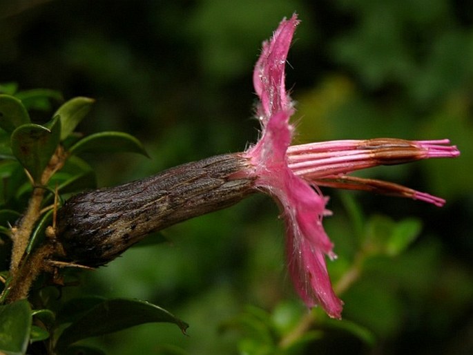 Barnadesia arborea