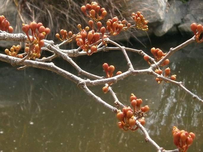 Barnebydendron riedelii