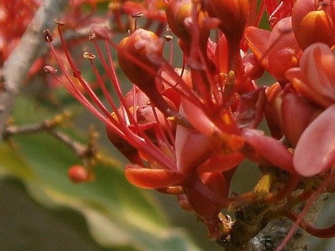 Barnebydendron riedelii