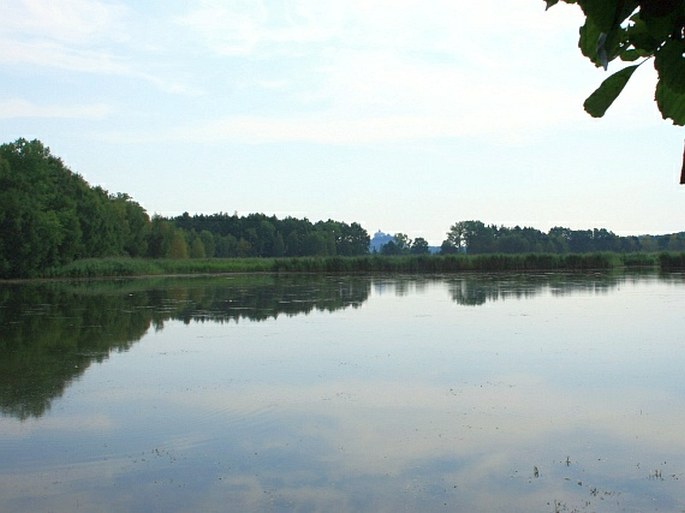 Pardubické Polabí, Baroch - přírodní rezervace