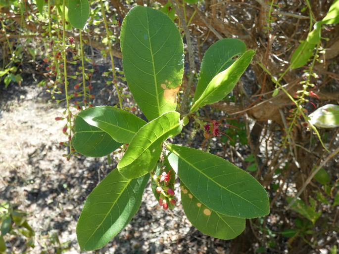 Barringtonia acutangula