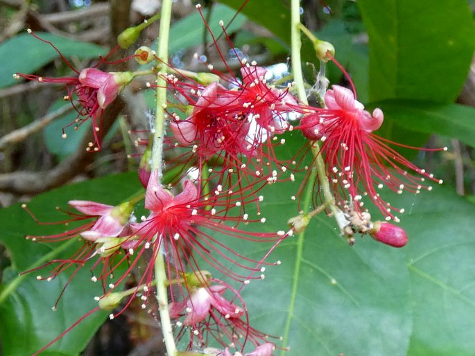 Barringtonia acutangula