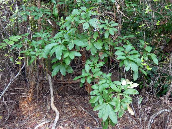 Barringtonia acutangula