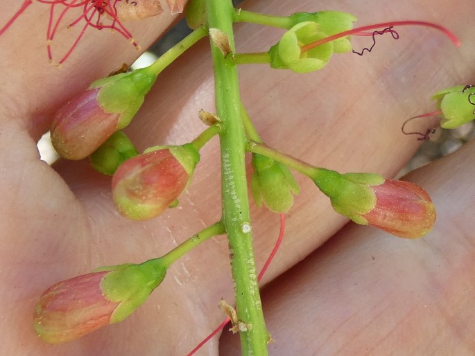 Barringtonia acutangula