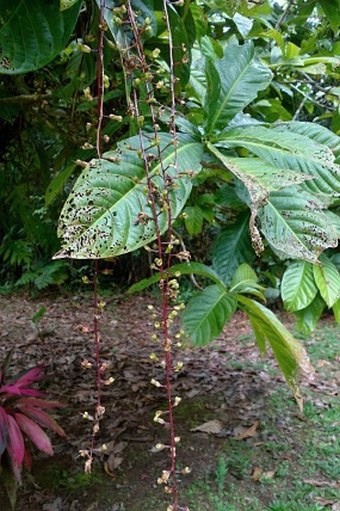 Barringtonia racemosa