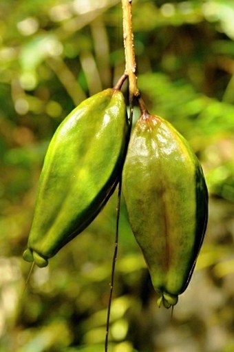 Barringtonia racemosa