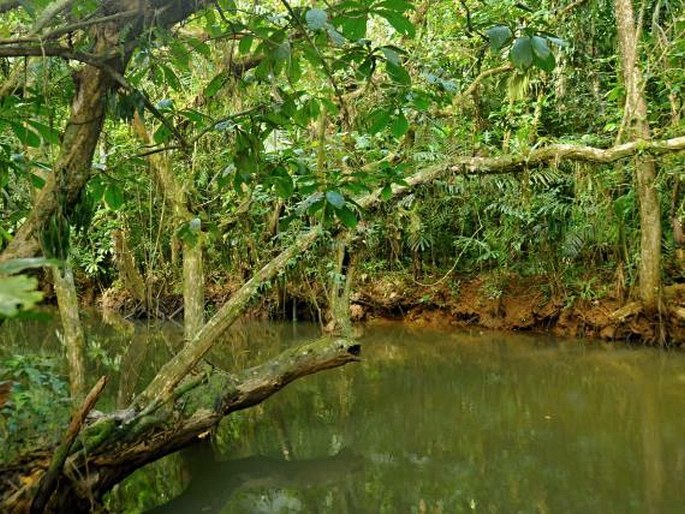 Barringtonia racemosa