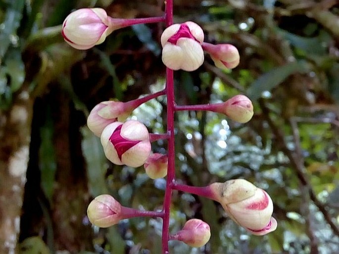 Barringtonia racemosa