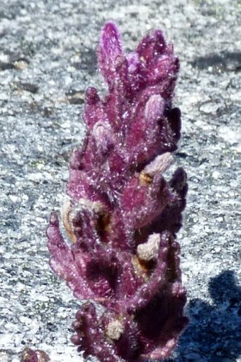 Bartsia laniflora