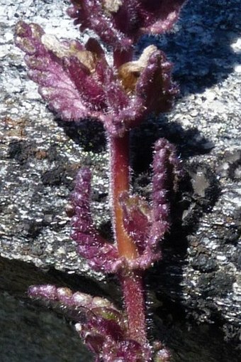 Bartsia laniflora