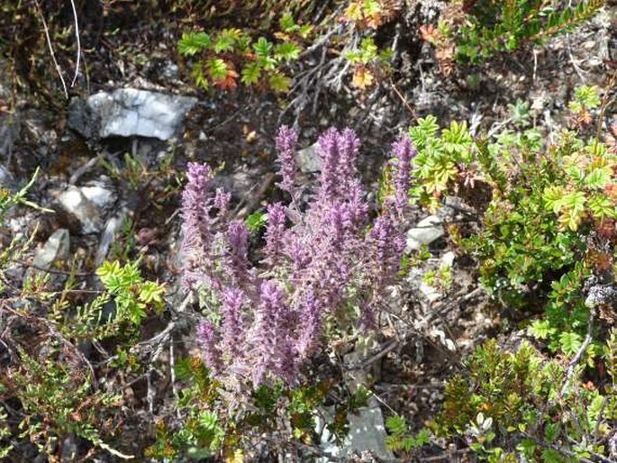 Bartsia laniflora