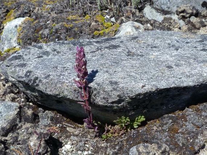 Bartsia laniflora