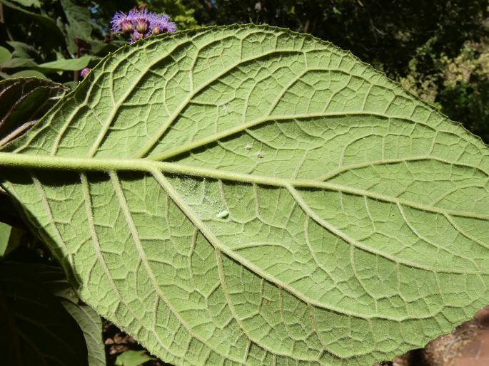 Bartlettina sordida