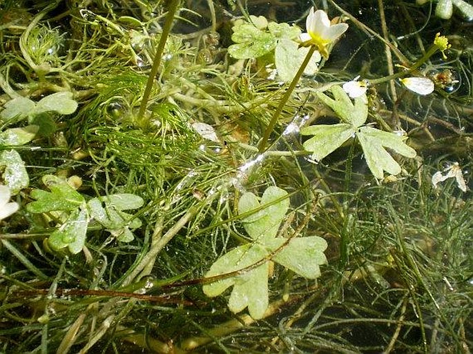 Ranunculus baudotii