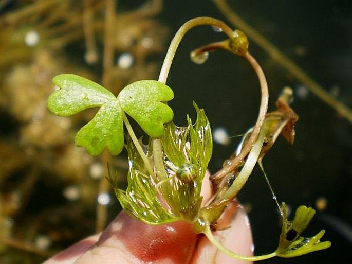 Batrachium baudotii