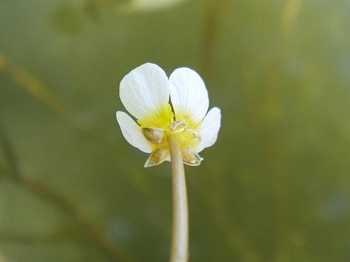 Batrachium baudotii