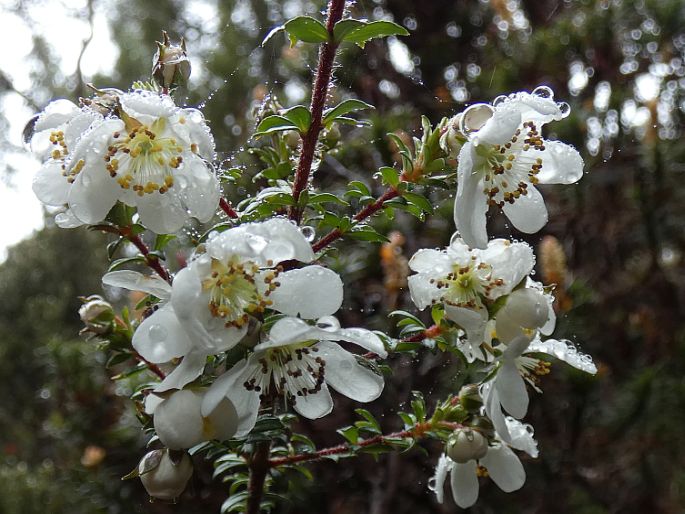 Bauera rubioides