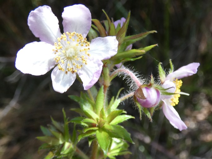 Bauera rubioides