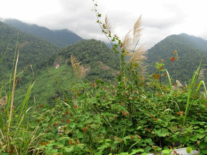 Bauhinia glauca