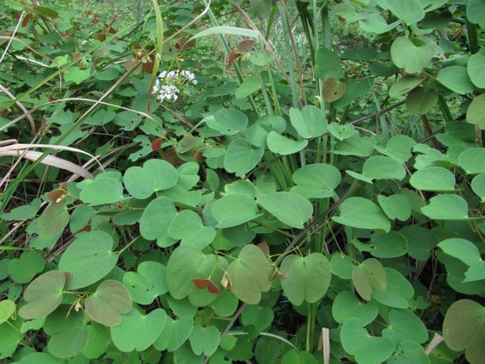 Bauhinia glauca