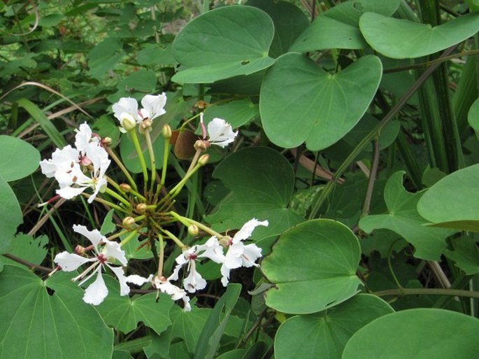 Bauhinia glauca