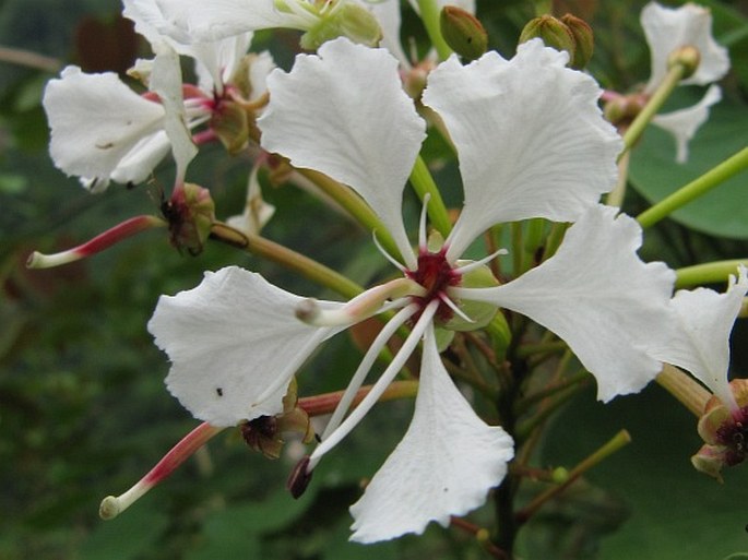 Bauhinia glauca