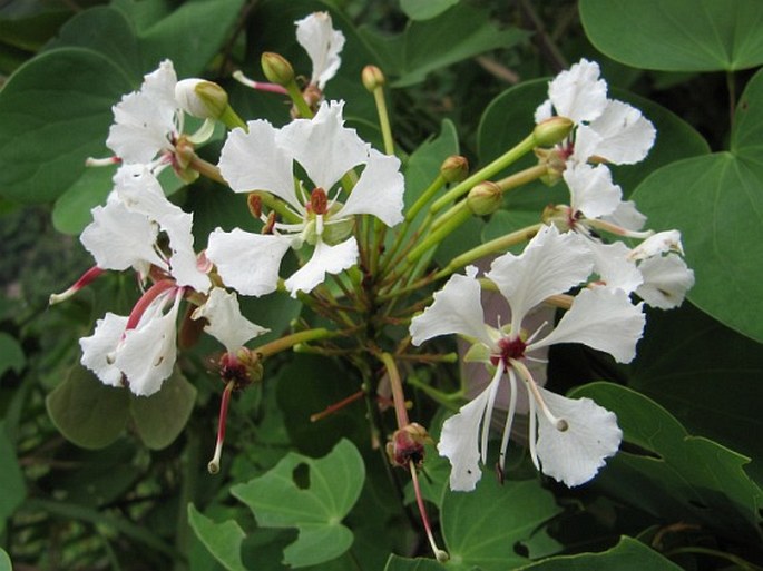 Bauhinia glauca