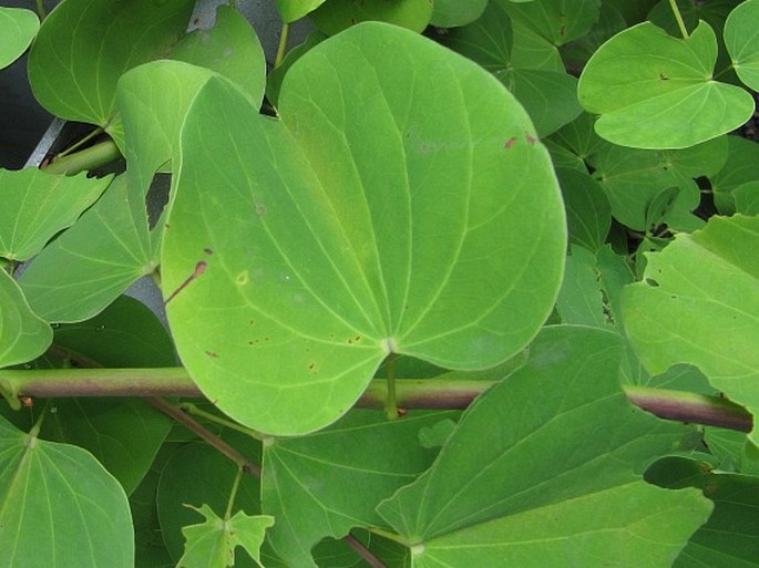 Bauhinia glauca