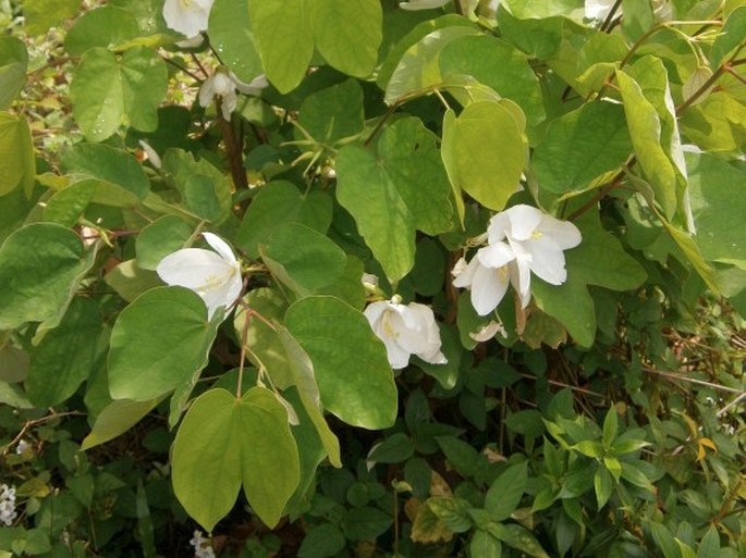 Bauhinia acuminata