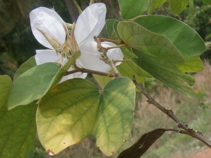 Bauhinia acuminata