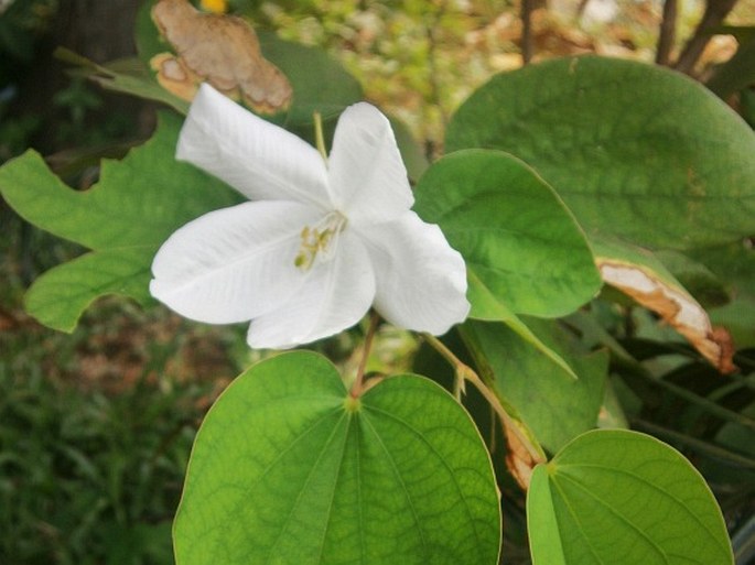 Bauhinia acuminata