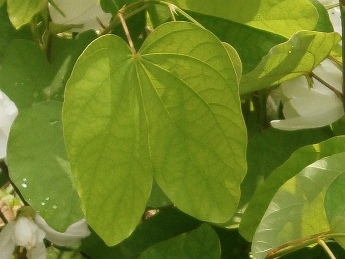 Bauhinia acuminata