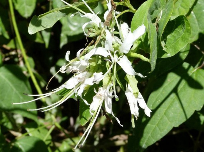 BAUHINIA DIVARICATA L. – bauhinie